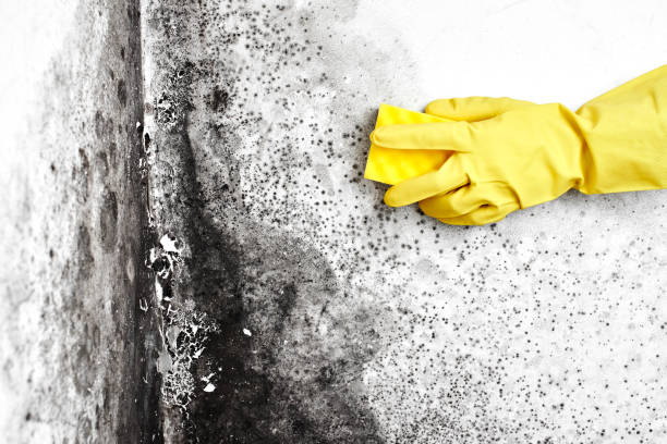 Best Mold Testing and Inspection Services in Green Bay, WI